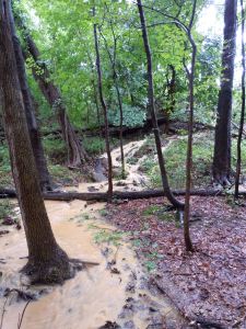 view west twds eastern edge of woods & lower field; middle of proposed field area