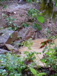 center of photo:  exposed end of concrete pipe to tributary to Penn's Brook