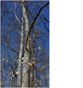 A lovely american beech.