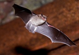 Big brown bat ©Blaine Rothauser