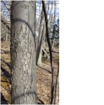 Blackbirch ©Blaine Rothauser