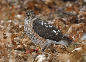 The cooper hawk ...©Blaine Rothauser