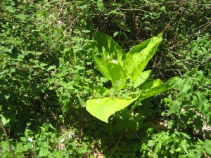 Skunk cabbage