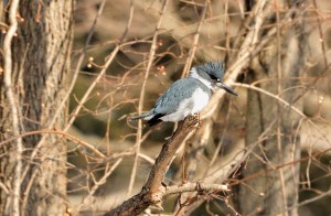 The kingfisher ...©Blaine Rothauser