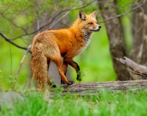 The red fox ...©Blaine Rothauser