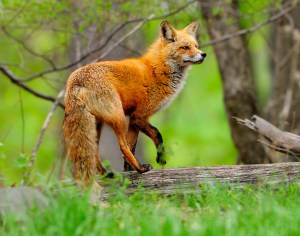 The red fox ...©Blaine Rothauser