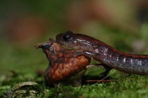 The redback ...©Blaine Rothauser