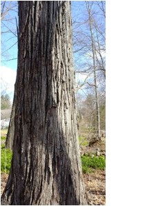 A shagbark hickory