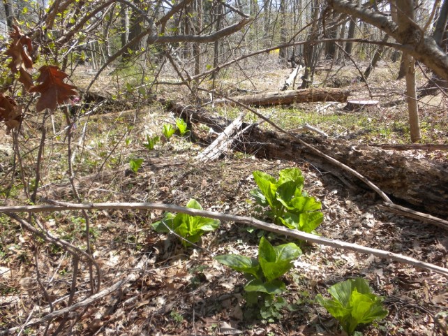 The beginnings of Spring