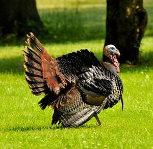 Wild turkey ...©Blaine Rothauser