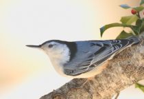 The white breasted nuthatch ...©Blaine Rothauser