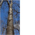 The majestic white oak ©Blaine Rothauser