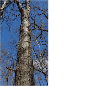 The magestic white oak.