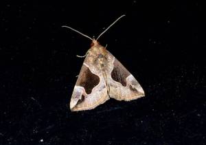 Flowing line snout moth ©Blaine Rothauser