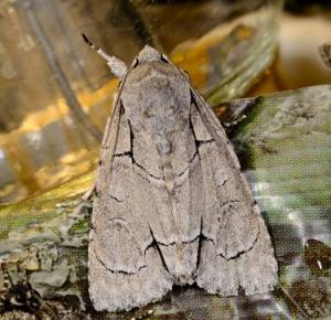 Radcliffe's dagger moth ©Blaine Rothauser